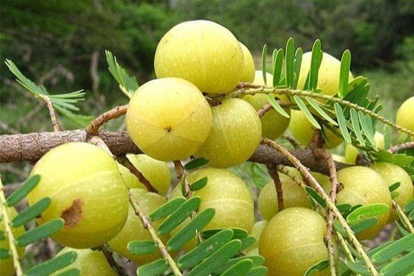 Amla