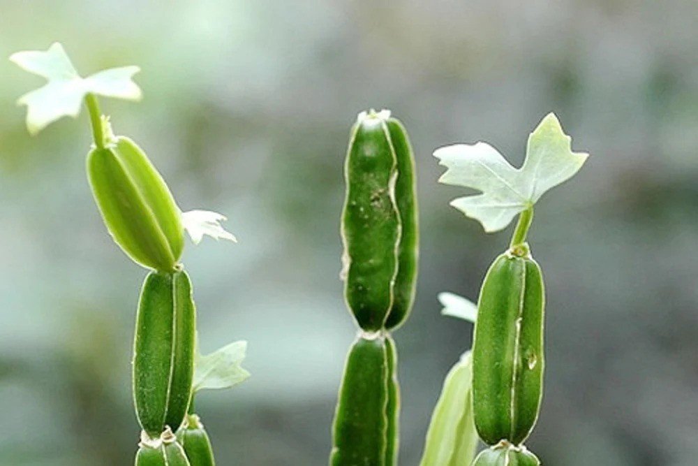 Cissus_Quadangularis